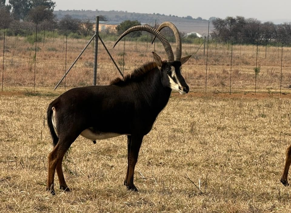45" Sable bull 
